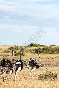 肯尼亚热带草原中的乌图片