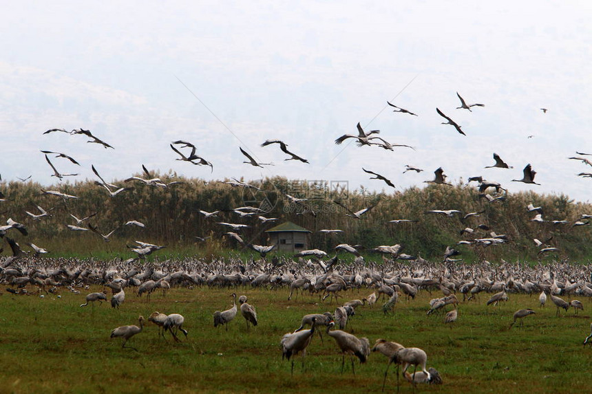 位于以色列北部的鸟类保护区胡拉岛的图片