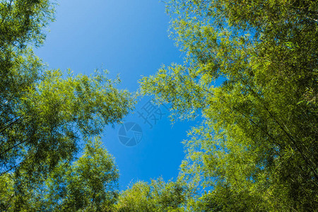 竹林蓝天背景图片