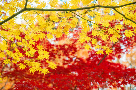 秋季的红叶和黄色绿树叶蓝天背景模背景图片