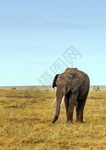 肯尼亚热带草原中的大象在图片