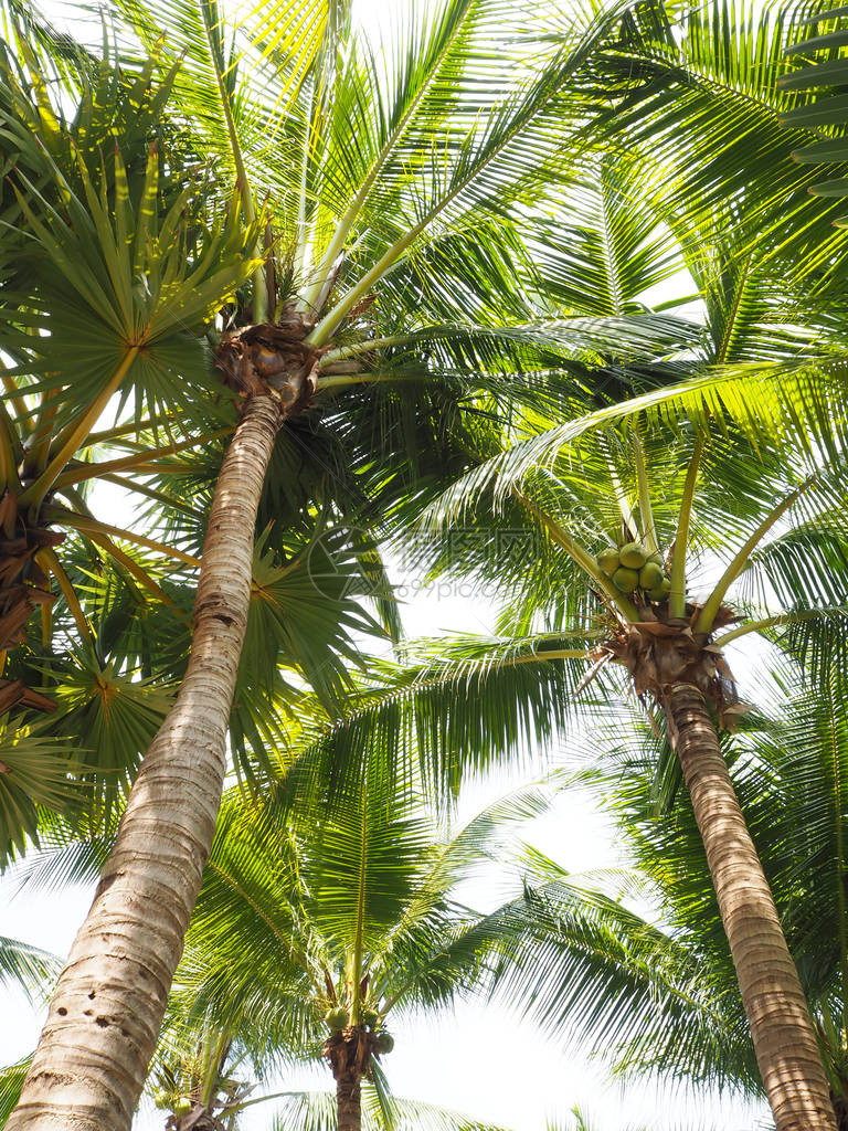 椰子树和棕榈树象征着大海图片