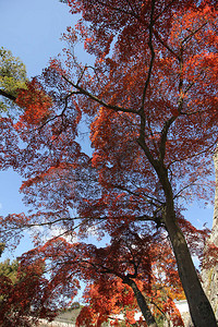 日本秋天的枫叶变色图片
