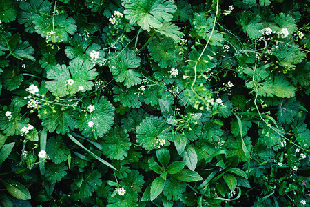 美丽的野生草甸特写镜头与绿草和小白花背景图片