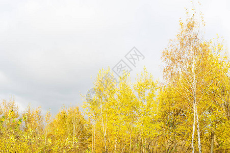 秋天的白桦树冠秋天的一天一棵秋天的图片
