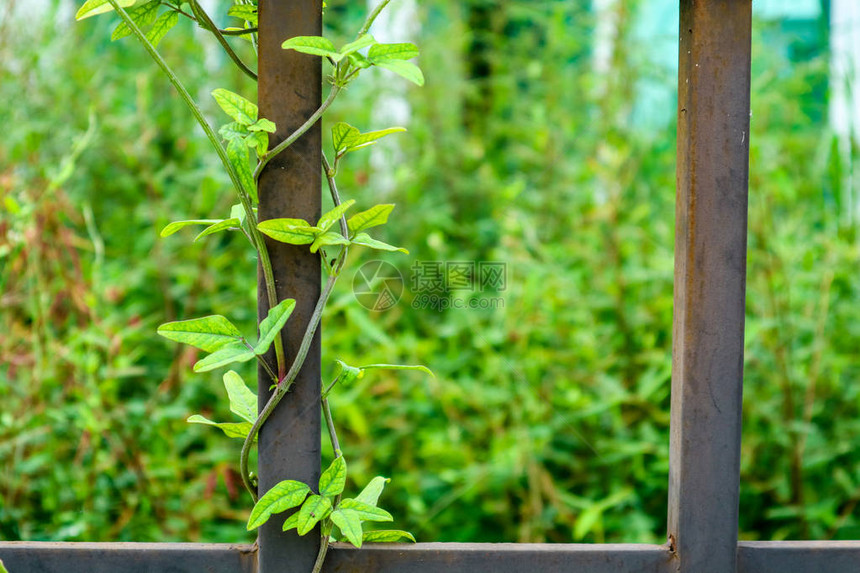 杂草和藤蔓上散落着废弃的房屋图片