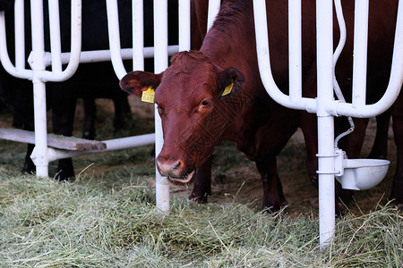 棕牛在奶牛农场吃干草在图片