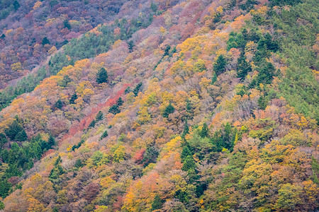 秋季山周围有很多树叶多姿彩的花叶图片