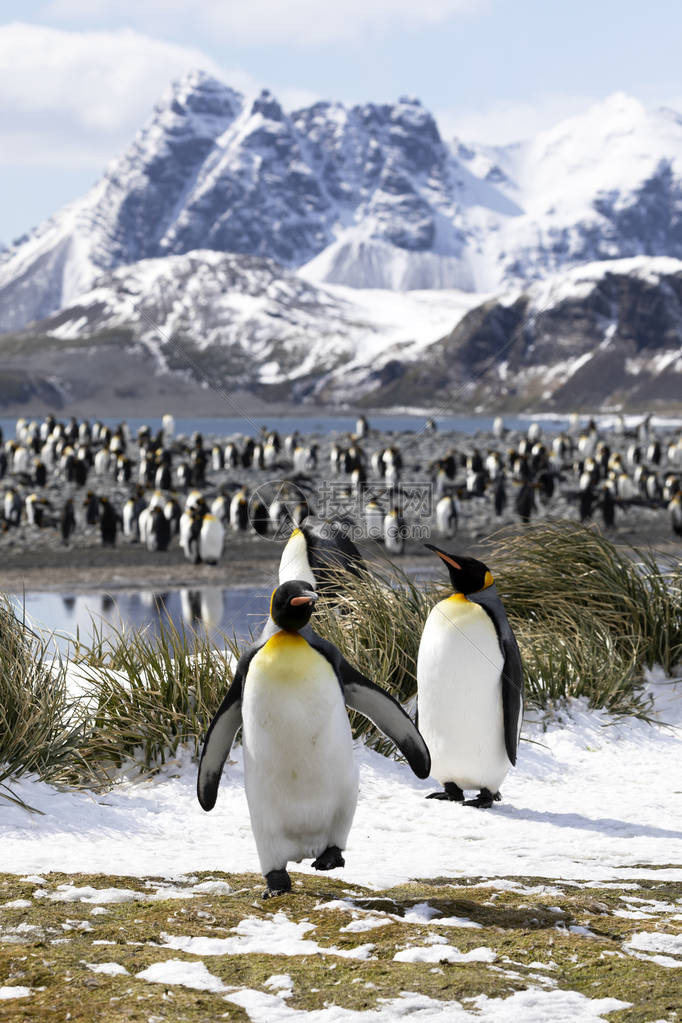 两只王企鹅正站在前方在南极洲南乔治亚州萨尔斯伯里平图片