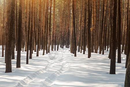 冬季松林风景在树间下大雪汽车或ATV在降图片