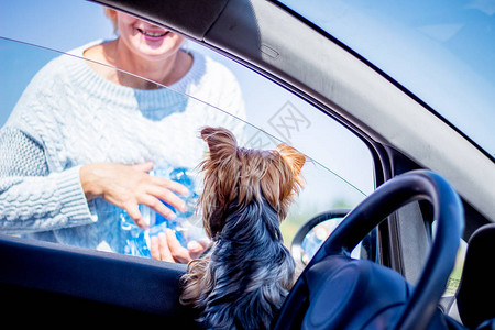 一小只狗在车里很高兴见到他的情妇她图片