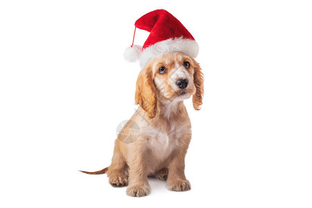 圣诞狗圣诞老人帽子里的小鸡尾巴在白色图片