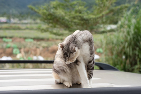 猫在车顶上洗自己图片