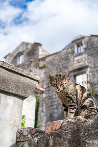 坐在黑山Perast镇建筑物前面的可爱猫咪图片