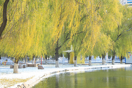 冬天的柳树图片