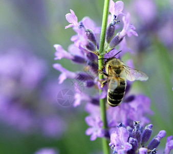 开花的紫色薰衣草与蜜蜂背景图片