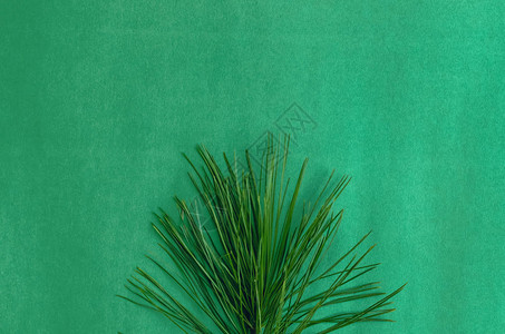 孤立在绿色背景上的松树枝背景图片