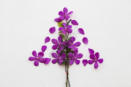 紫色花朵兰花布置背景白色装饰光图片
