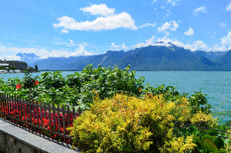 瑞士山区背景的花卉图片