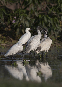 黑头伊比斯Treskiornismelanoceph图片