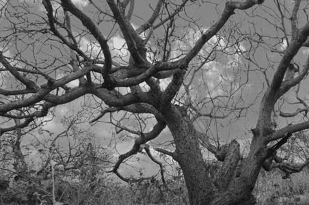 森林中的树枝白天的效果背景图片