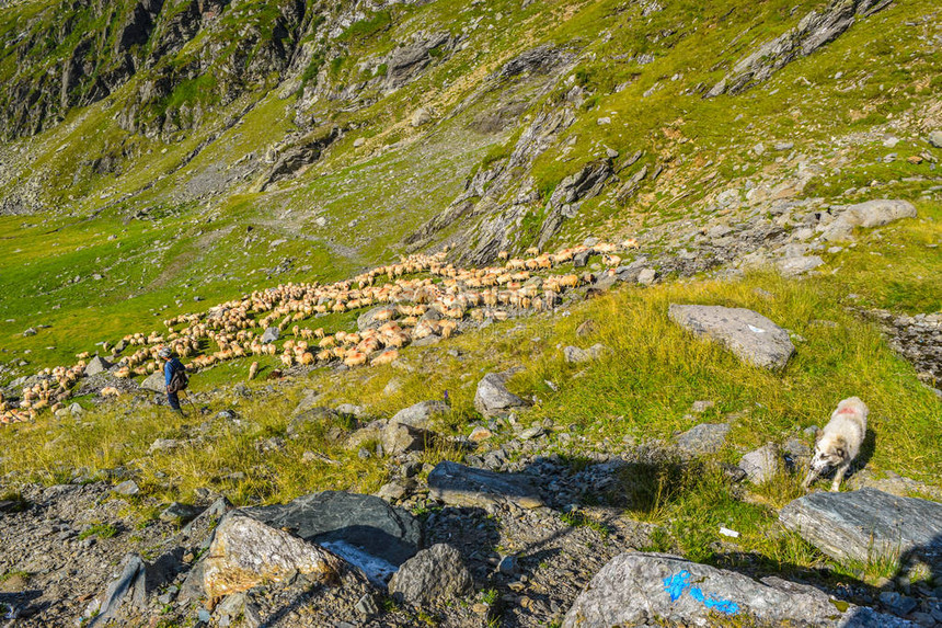 羊群与山腰上的牧羊人图片