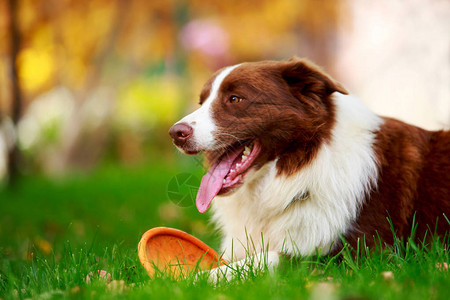 狗品种边境牧羊犬躺在绿草上图片