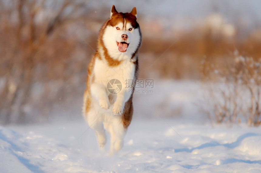 红狗在雪地快速跑图片