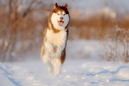 红狗在雪地快速跑图片