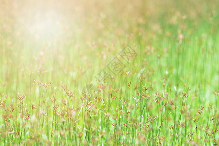 草场背景生长在自然绿色背景上的绿色草甸花草开花春图片