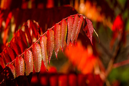 秋天在阳光下的红色明亮的叶子秋天背景图片