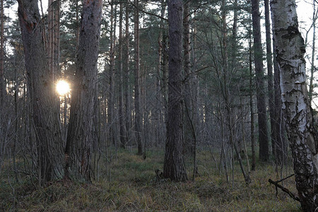 夕阳在森林荒野图片