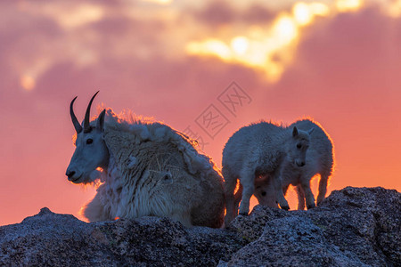 日落时的山羊保姆和孩子们图片