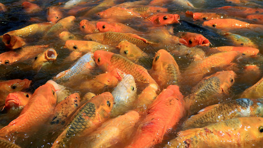 池塘里的金鱼群图片