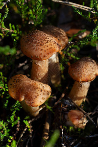 森林中绿色苔藓中美味的森林野生蘑菇家族图片