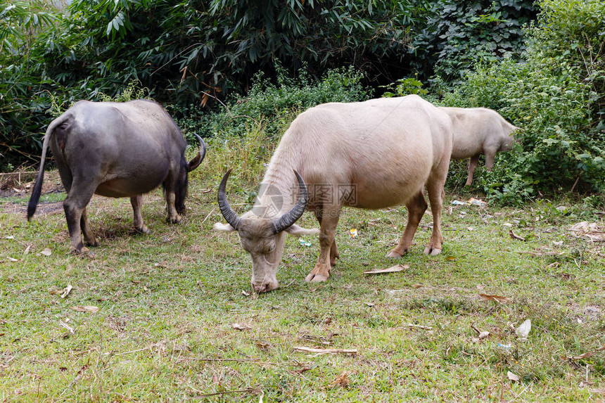 越南水牛吃草越南图片