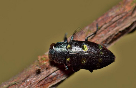 一块小金属木鸟甲虫紧粘在一块枯木上图片