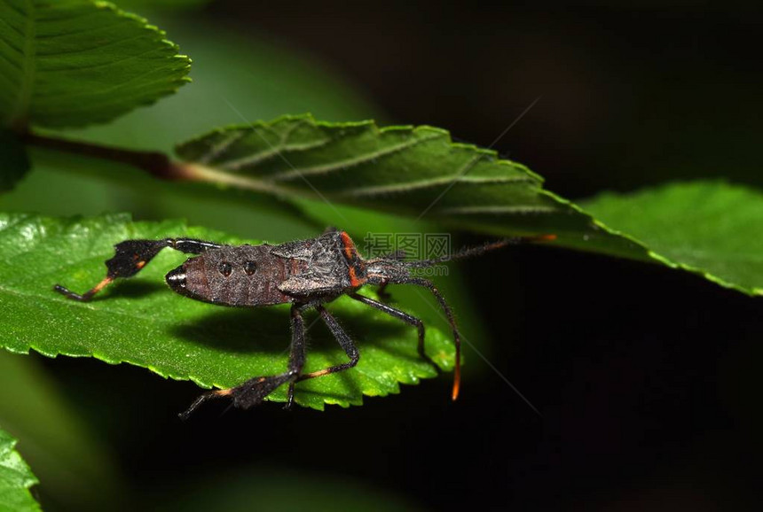 夜间叶子上的未成熟叶足虫这只若虫在成熟之前还有一两个蜕皮阶段照片摄于德克图片
