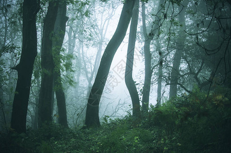 一片黑暗的幽暗森林在雾中高清图片