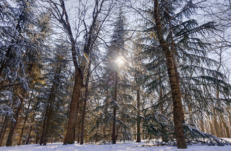 在阳光明媚的一天下雪的森林下注意浅图片