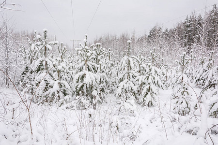 大自然冬季森林格罗夫雪中图片