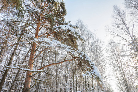 冬季森林自然树木积雪日图片