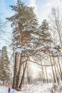 自然冬季森林格罗夫雪中的树木寒冷图片