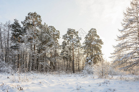 自然冬季森林格罗夫雪中的树木寒冷图片