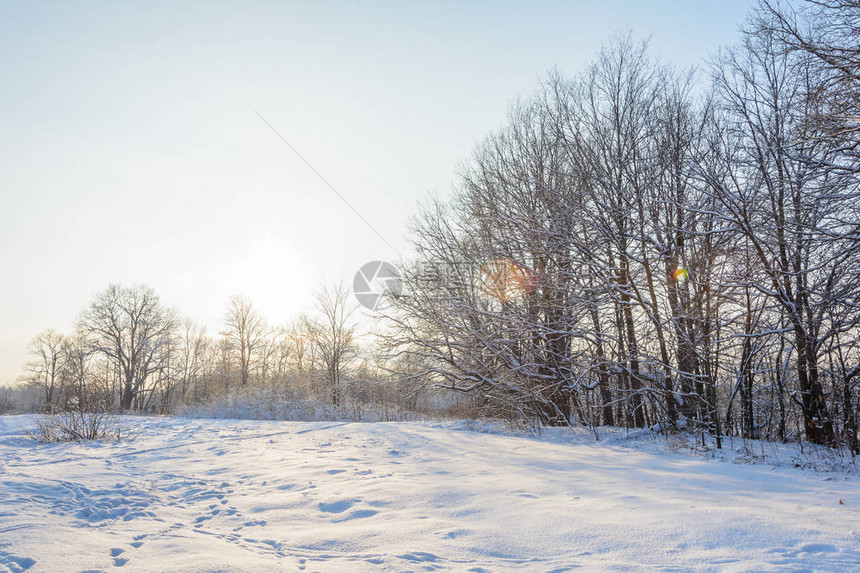 大自然冬季森林格罗夫雪中图片
