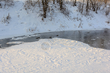 大自然冬季森林格罗夫雪中的树图片