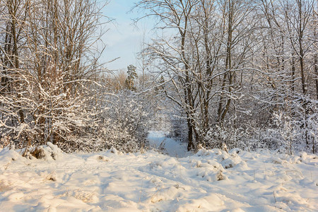 大自然冬季森林格罗夫雪中图片