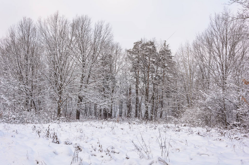 自然冬季森林格罗夫雪中的树图片