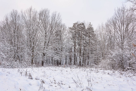 自然冬季森林格罗夫雪中的树图片