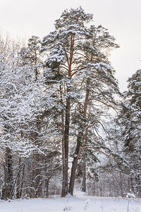 自然冬季森林格罗夫雪中的树木寒冷图片
